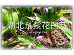 云南紫花白芨/常年供應(yīng)白芨組培苗、馴化苗、白芨種莖供貨商圖3