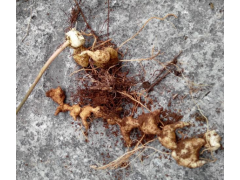 云南江川白芨馴化苗供應(yīng)商家圖1