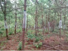 高產脂思茅松苗圃有限公司/專業(yè)供應高產脂嫁接扦插思茅松圖2