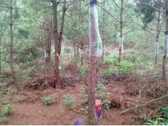 高產脂思茅松苗圃有限公司/專業(yè)供應高產脂嫁接扦插思茅松圖3