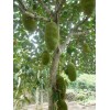 西雙版納菠蘿蜜苗/馬來(lái)西亞1號(hào)菠蘿苗銷售信息