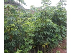 本地木棉苗木批發(fā)商家-巴西葡萄-巴西櫻桃苗價(jià)格圖1