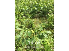 大量核桃苗供應(yīng)，當(dāng)年掛果，云新核桃苗圖1