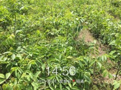 大量核桃苗供應(yīng)，當(dāng)年掛果，云新核桃苗圖2
