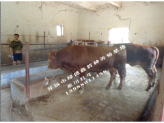 開遠(yuǎn) 阿伯丁安格斯牛/一頭多少錢/開遠(yuǎn)市綠盛種養(yǎng)殖基地圖1