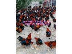 云南土雞苗武定土雞苗無量山土雞苗哪里有，供應(yīng)四川土雞苗圖1