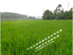 開遠市秦川紅牛肉牛養(yǎng)殖戶0871-64155848圖2