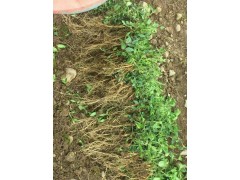 紅河彌勒市獨定子什么價格/種植戶彌勒藥材種植基地圖1
