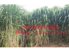 開遠(yuǎn)市新寨鄉(xiāng)育肥肉?；?開遠(yuǎn)市綠盛鑫輝種養(yǎng)殖基地圖3