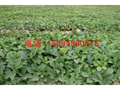 云南臨滄地石榴苗 辣木苗 滇重樓種苗基地/云南供應批發(fā)商家圖2