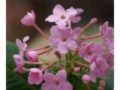 滇丁香苗供應(yīng)/云南滇丁香苗基地種苗圖1