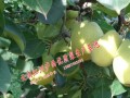 梨中梨——瀘西雪花梨、油桃、皇冠梨生產(chǎn)的優(yōu)質(zhì)梨