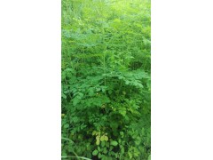保山辣木苗供應/辣木苗隆陽區(qū)15025069798圖2