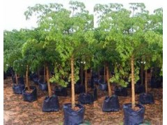 園林綠化苗木批發(fā)基地/綠化苗木供應(yīng)商圖1