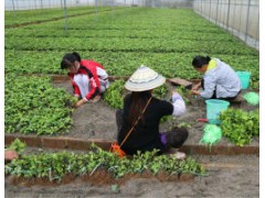 地石榴苗云南廠家/地石榴(地枇杷、土瓜、過山龍、野地瓜）圖1