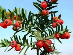 云南紅豆杉果種苗圖片/紅豆杉果價格批發(fā)供應圖3