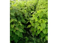 珙桐150-180cm高袋苗珙桐/珙桐地種花苗基地圖1