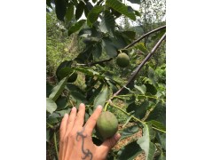 早熟薄殼泡核桃樹苗批發(fā)_ 云南九州苗木場(chǎng)聯(lián)系圖1
