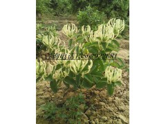金銀花種植 魯豐一號(hào)金銀花種植圖1
