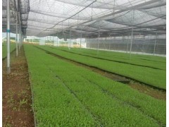 白芨苗基地專業(yè)經(jīng)營@白芨組培瓶裝苗*一年生白芨苗圖1