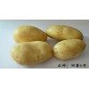 麗江太安麗薯6號種薯將上市,楊志春誠邀來速搶購與合作。