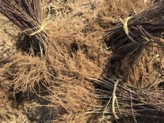 云南山定子苗（海棠苗嫁接蘋(píng)果專用）苗木批發(fā)圖3