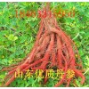 大量出售山東優(yōu)質(zhì)丹參、黃芩