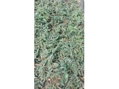 出售紫花三叉白芨，石斛，瓶苗，馴化苗_云南科技公司圖2