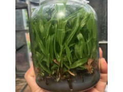 免費領(lǐng)取紫花三叉白芨，石斛，瓶苗試種苗圖1