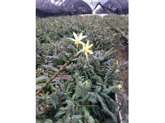 免費領(lǐng)取紫花三叉白芨，石斛，瓶苗試種苗圖3