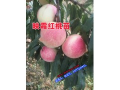 玉溪市\(zhòng)保山\昭通\麗江\普洱市\(zhòng)臨滄市\(zhòng)映霜紅桃苗價格圖1