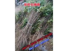 軟籽石榴苗供應(yīng)信息_永平縣石家村新品種果苗繁育基地圖1