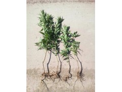 冬桃苗中華2號(hào)苗果苗供應(yīng)價(jià)格圖1