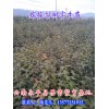 嫁接梨樹實(shí)生苗多少錢一株？