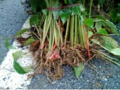 草果苗培育銷售_普洱市\(zhòng)臨滄市\(zhòng)\迪慶\大理\楚雄\草果苗圖1