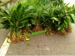 草果苗培育銷售_普洱市\(zhòng)臨滄市\(zhòng)\迪慶\大理\楚雄\草果苗圖2