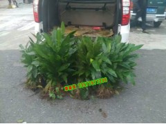 成活率高于80%的草果苗_文山草果苗圖1
