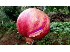 突尼斯軟籽石榴圖片_會(huì)澤高老莊農(nóng)業(yè)莊園有限公司圖1