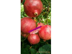 2015突尼斯軟籽石榴批發(fā)價(jià)格_ 高老莊農(nóng)業(yè)莊園有限公司圖3