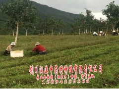 專業(yè)化、現(xiàn)代化獨定子種植基地圖3