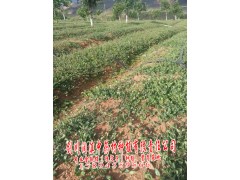 獨(dú)定子種苗報(bào)價(jià)信息_劍川潤(rùn)滇中藥材種植有限公司圖3