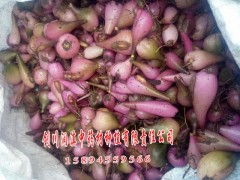 求購云南白芨種植技術免費指導__劍川潤滇中藥材種植有限公司圖1