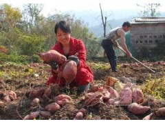 紅薯報(bào)價(jià)_紅薯云南紅河批發(fā)價(jià)格087164183683圖2
