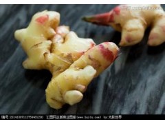 小黃姜，烏姜供應(yīng)圖3