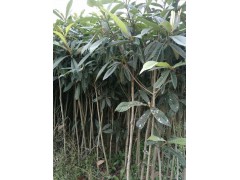 青見(jiàn),金桔,春見(jiàn),枇杷,桃苗,黑桃苗價(jià)格_四川省育苗基地圖2