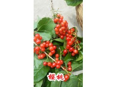 昆明哪家櫻桃好_087164155848圖1