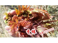 昆明香椿價(jià)格_昆明香椿報(bào)價(jià)_新香椿批發(fā)價(jià)格圖1