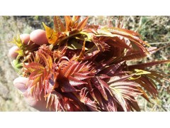 昆明香椿價(jià)格_昆明香椿報(bào)價(jià)_新香椿批發(fā)價(jià)格圖2
