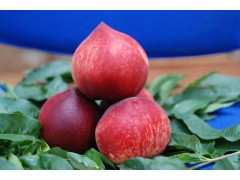 早紅桃、紫桃、紅寶石哪家好？陽光果園圖2