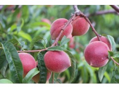 云南早香蜜桃多少錢公斤？圖2